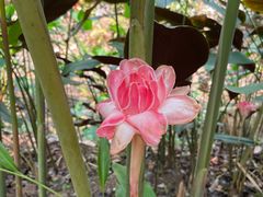-中国科学院西双版纳热带植物园