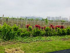 -菊园百果园