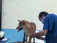 -天宠宠物医院24小时·急重症诊疗中心·全科·腔镜特色(和平分院)