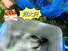 -上海共青森林公园