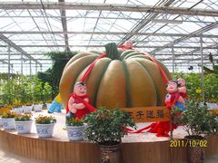 北京观光南瓜园&nbsp;(40)-观光南瓜园