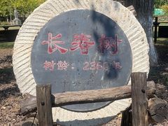 -千年银杏谷文化旅游区