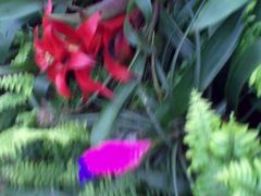 -上海鲜花港