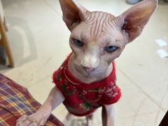 -藏猫猫咖啡主题馆(中央大道店)