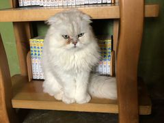 -猫猫幼稚园·撸猫·桌游·电玩