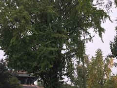 花木-望江楼公园