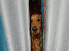 -宠颐生动物医院·心脏科·保险定点(锦阳分院)