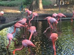 -清迈夜间动物园