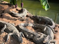 -石家庄市动物园