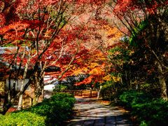 -西芳寺(苔寺)