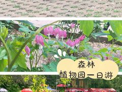 -黑龙江省森林植物园