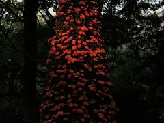 -杭州植物园