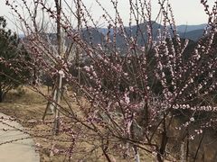 -北京鹫峰国家森林公园