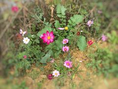 -罗浮山-南楼寺