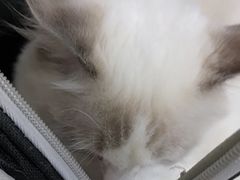 -佳雯宠物医院·皮肤科·内外科(春晓路分院)