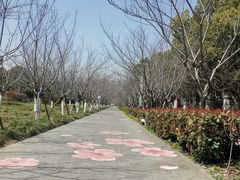 -高东镇樱花园