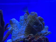 -上海海洋水族馆