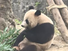 -都江堰中华大熊猫苑