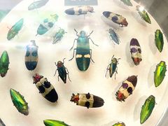 -陕西自然博物馆