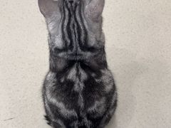 -共舞时光猫咖·狗咖(新街口店)