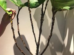 -喜茶(上海兴业太古汇店)