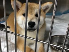 -爱侣宠医·鹦鹉专科·小型哺乳类·异宠专科(灵石路店)