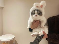 -翊宠yipet猫狗购宠庄园犬舍•猫舍