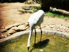 -费瑟代尔野生动物园