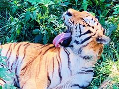 -大连森林动物园