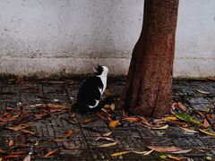 -二楼南书房