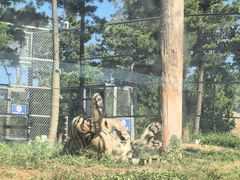 -西霞口神雕山野生动物世界