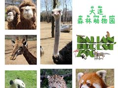 -大连森林动物园