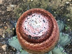 -北京植物园-展览温室