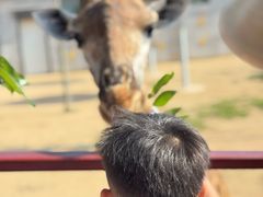 -西霞口神雕山野生动物世界