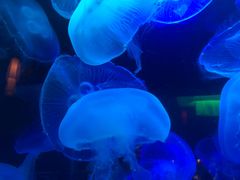 -太平洋海底世界