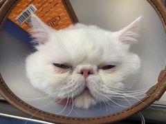 -爱诺耐芙动物医院(万博店)