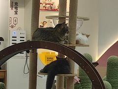 -喵园·猫主题咖啡厅·撸猫·猫咖(国贸店)