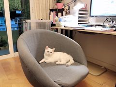 -东方名猫馆·英短金渐层布偶猫舍(环线广场1号楼店)