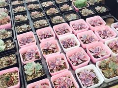 -龙大花卉苗木市场