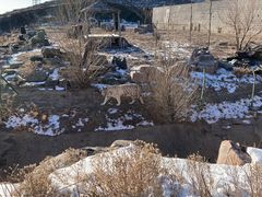 -新疆天山野生动物园