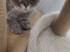 -喵园·猫主题咖啡厅·撸猫·猫咖(国贸店)