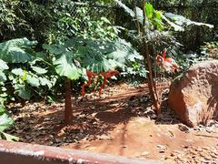 -海南热带野生动植物园