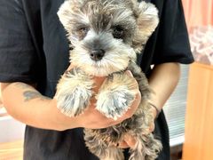 -翊宠yipet猫狗购宠庄园犬舍•猫舍