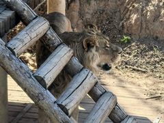 -石家庄市动物园