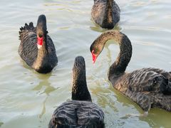 -溱湖国家湿地公园