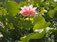 -莲湖公园