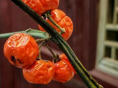 -万景茶庄·台州菜