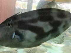 -福润海鲜馆