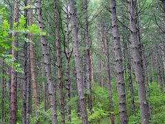 -帽儿山国家森林公园