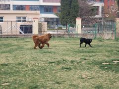 -趣玩宠物乐园寄养训犬训狗游泳池